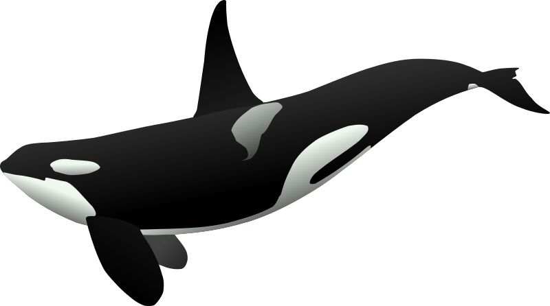 orca matthew gates r