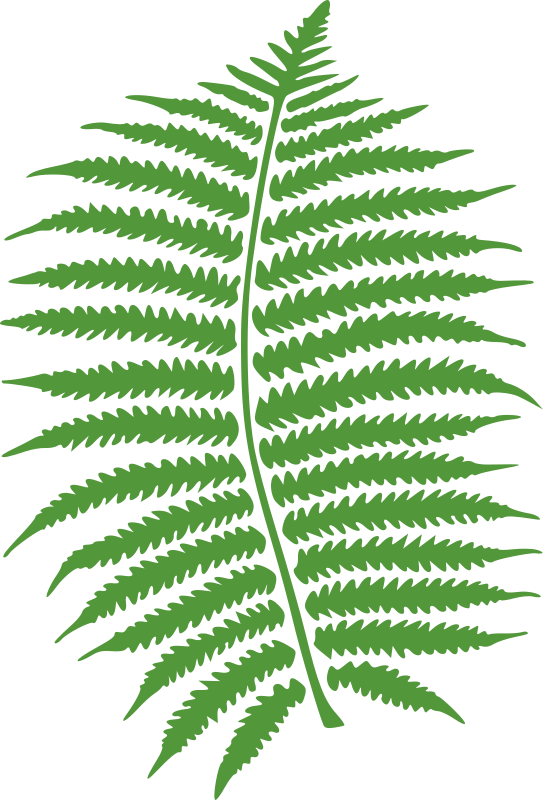 fern