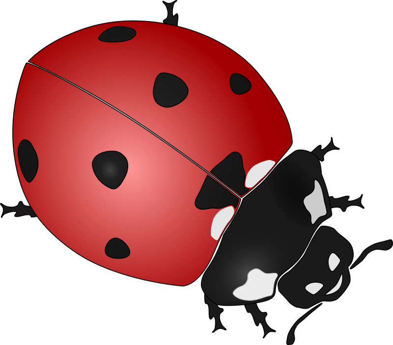 ladybug