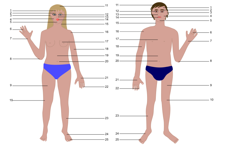 Human Body Man And Woman With Numbers Openclipart