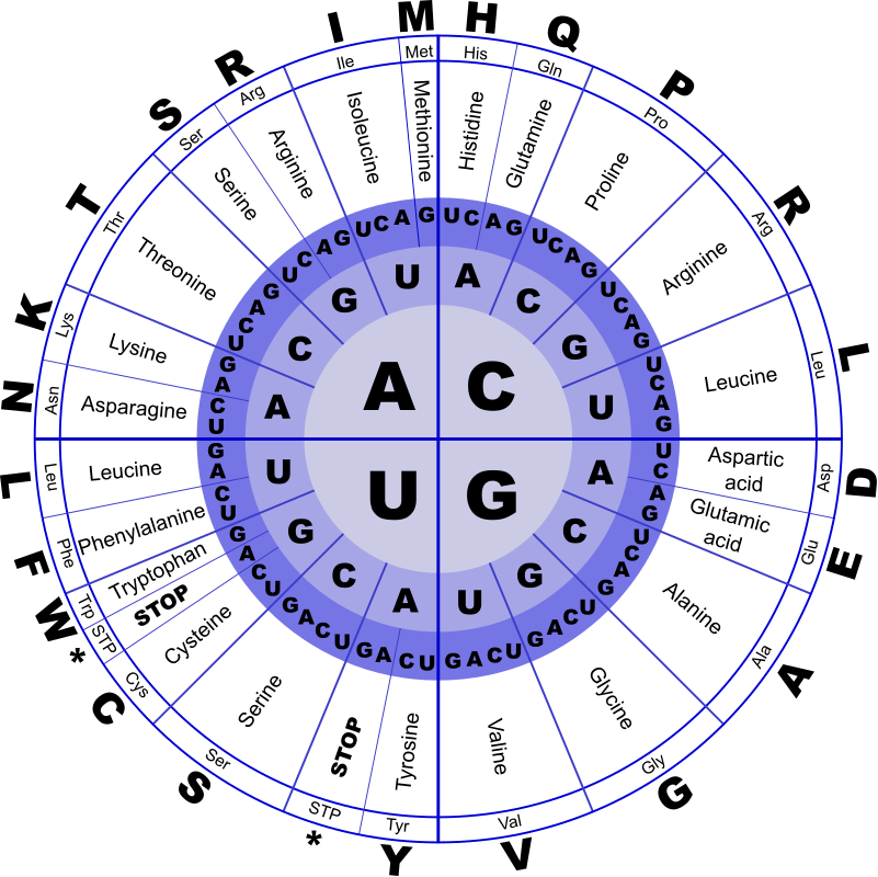 Genetic Code RNA