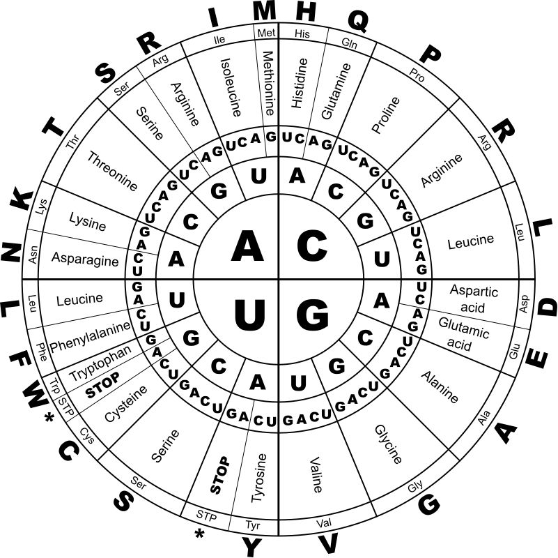 Genetic Code RNA BW