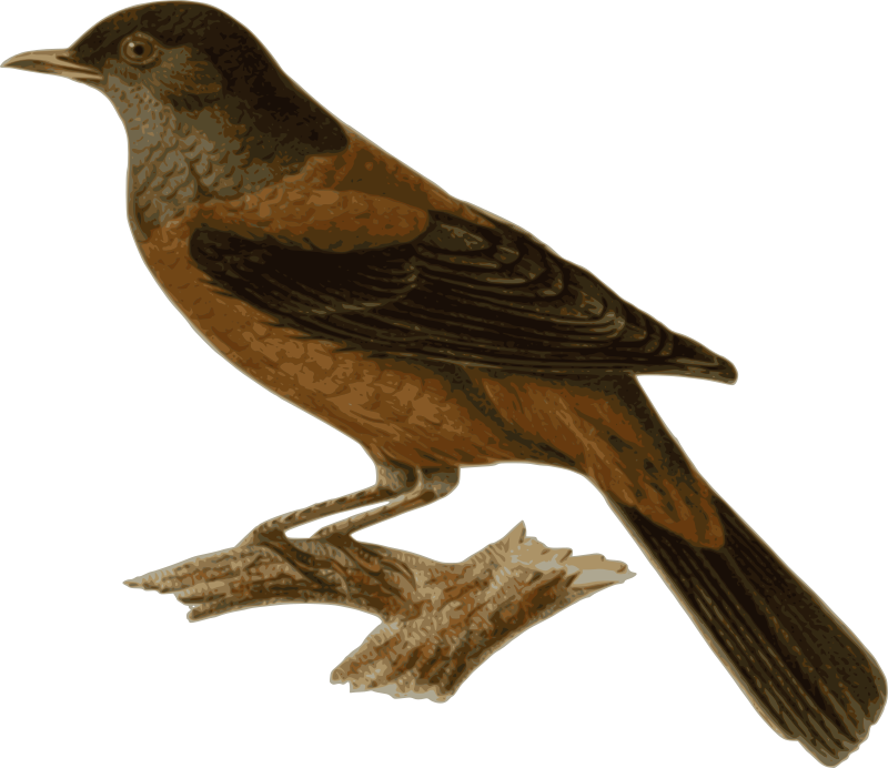 Turdus rubrocanus gouldi (bird)