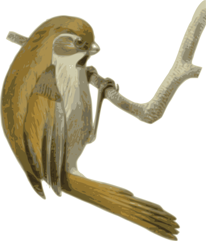 Paradoxornis-verreauxi