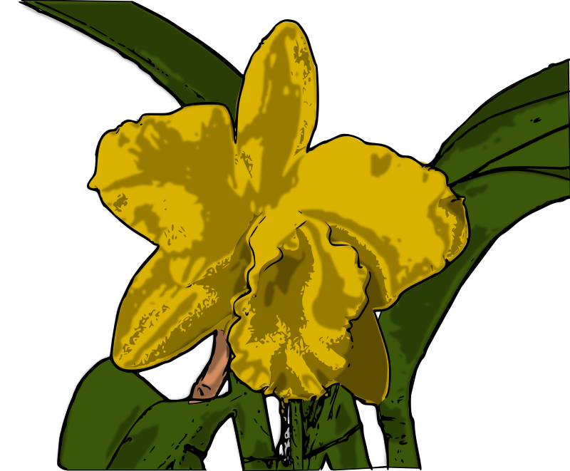 orquídea