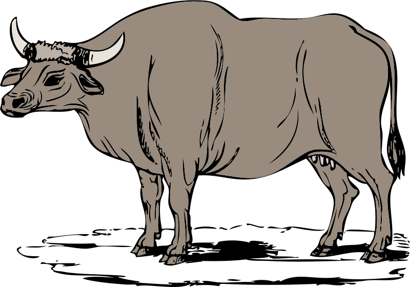 Gaur