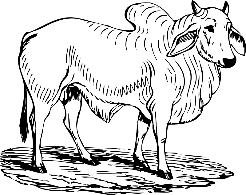 brahma bull