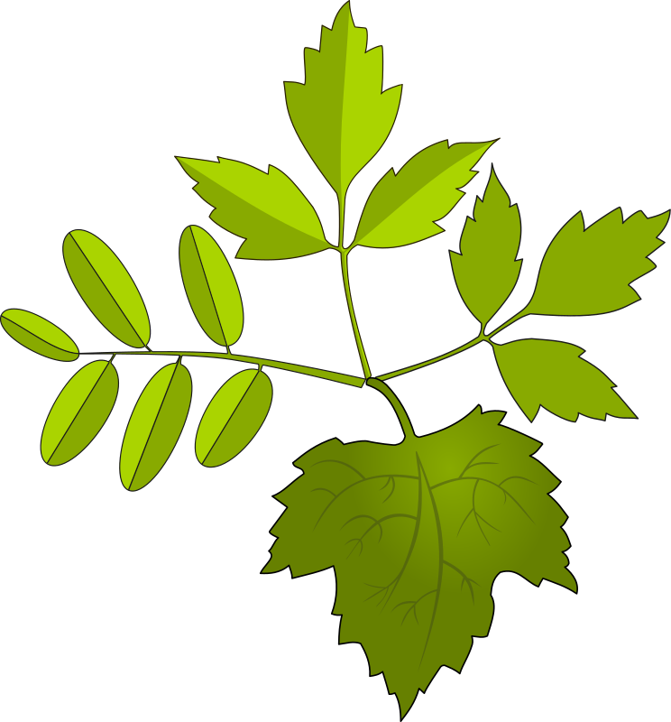 leaf clip art microsoft - photo #13