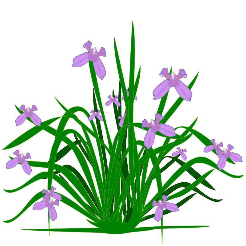 clipart iris flower - photo #12