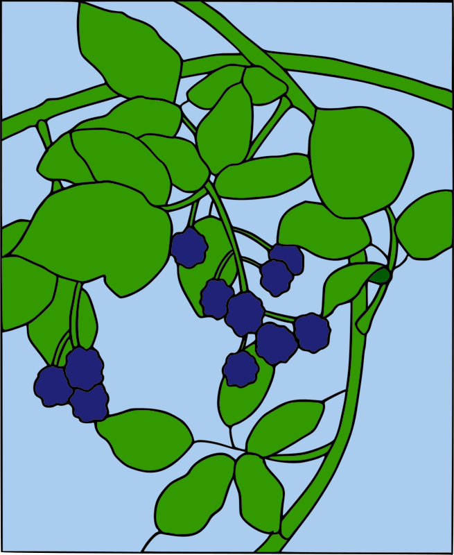 https://openclipart.org/image/800px/svg_to_png/210996/warszawianka_Blackberry_motif1.png