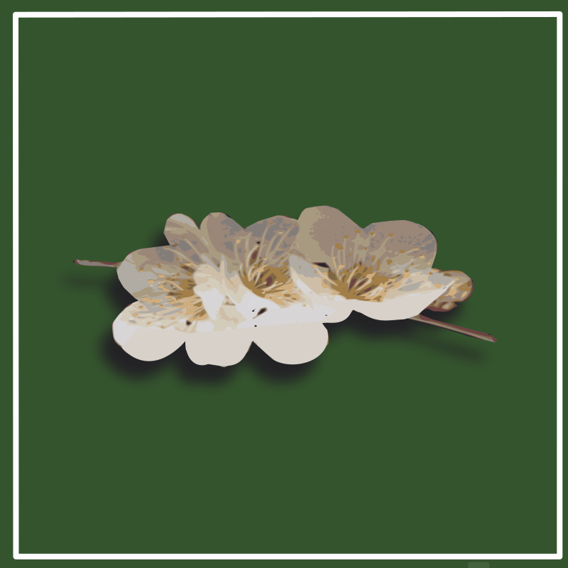 https://openclipart.org/image/800px/svg_to_png/216167/plum-blossom.png