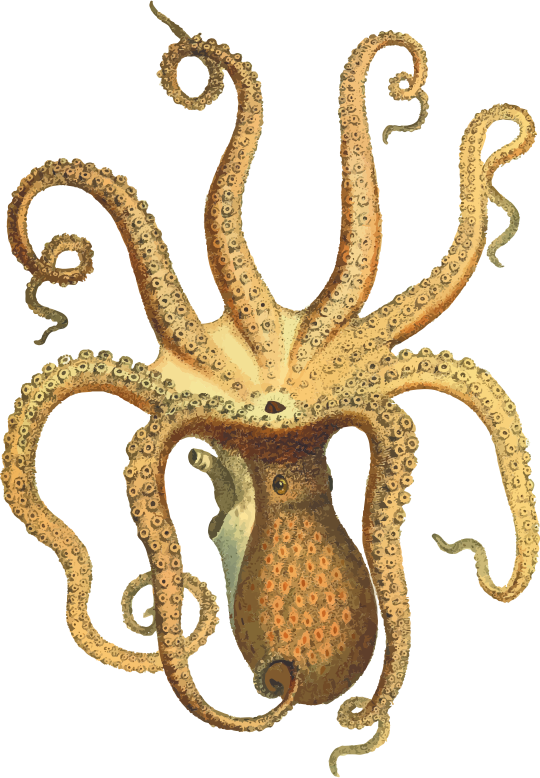 vintage octopus clipart - photo #11