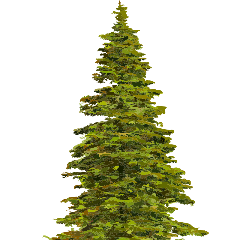 evergreen tree clipart - photo #38