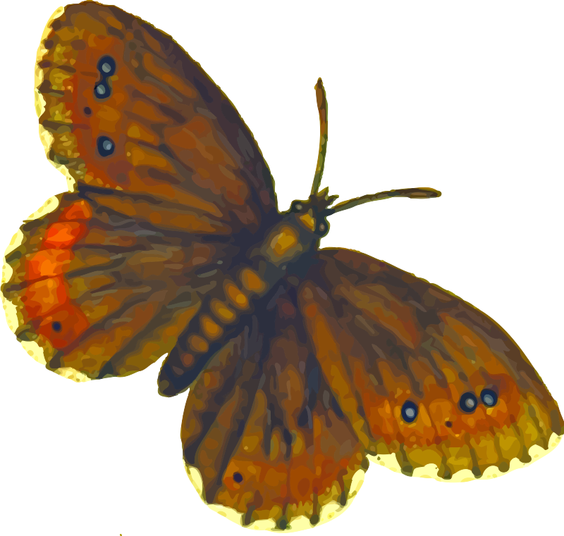 Clipart - Butterfly