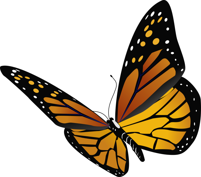 png clipart- butterfly pack - photo #6