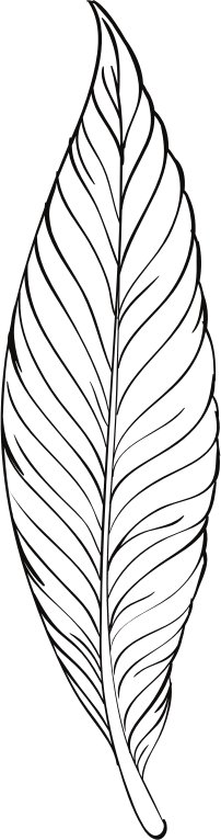 Line Art Feather : Clipart feather line art