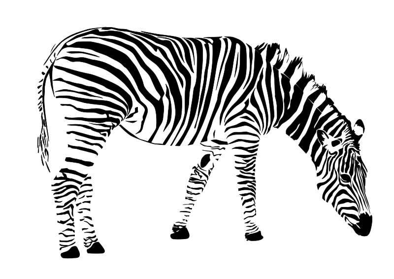 Line Art Zebra : Clipart zebra