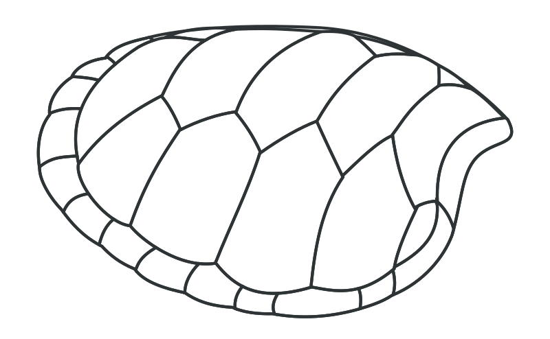 microsoft clip art turtle - photo #50