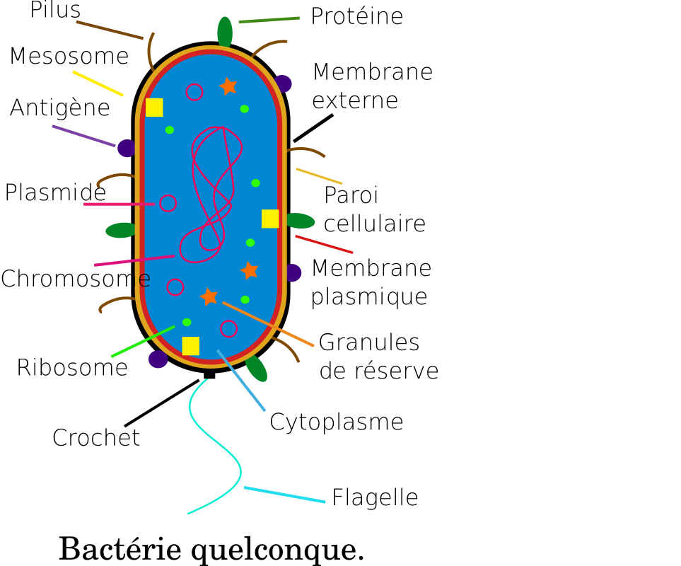 Clipart - BactÃ©rie - Bacteria