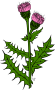 Gerald-G-KU-cirsium-arvense.png