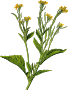 Clipart - Mustard greens (low resolution)