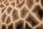 Giraffe fur Thumbnail