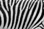 Zebra fur Thumbnail