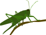 Grasshopper Thumbnail