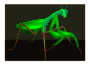 Green Mantis Thumbnail